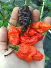 Load image into Gallery viewer, Primo Noir (Stinger Select) (Pepper Seeds)