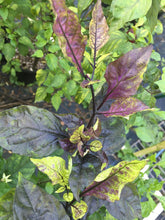 Load image into Gallery viewer, Primo Noir (Blushed) (Pepper Seeds)
