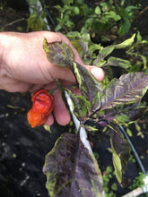 Load image into Gallery viewer, Primo Noir (Blushed) (Pepper Seeds)