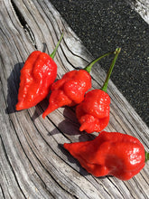 Load image into Gallery viewer, Primo Noir (Stinger Select) (Pepper Seeds)