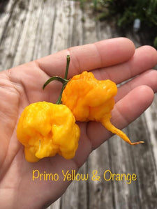 7 Pot Primo Yellow (Pepper Seeds)