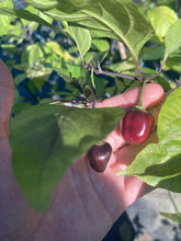 Load image into Gallery viewer, Roxa Lantern Black Cherry (Pepper Seeds)