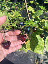 Load image into Gallery viewer, Roxa Lantern Black Cherry (Pepper Seeds)