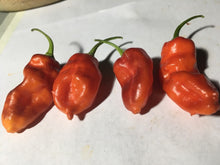Load image into Gallery viewer, Red Horizon (Pepper Seeds)