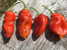 Load image into Gallery viewer, Red Horizon (Pepper Seeds)