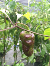Load image into Gallery viewer, Red Horizon (Pepper Seeds)