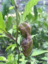 Load image into Gallery viewer, Red Horizon (Pepper Seeds)