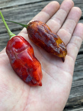 Load image into Gallery viewer, Red Horizon (Pepper Seeds)