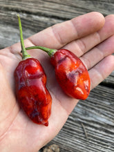 Load image into Gallery viewer, Red Horizon (Pepper Seeds)