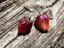Load image into Gallery viewer, Roxa Lantern (Pepper Seeds)