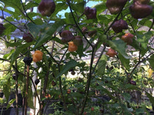 Load image into Gallery viewer, Roxa Lantern (Pepper Seeds)