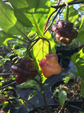 Load image into Gallery viewer, Roxa Lantern (Pepper Seeds)
