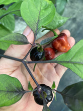 Load image into Gallery viewer, Roxa Lantern Black Cherry (Pepper Seeds)