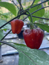 Load image into Gallery viewer, Roxa Lantern Black Cherry (Pepper Seeds)