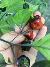Load image into Gallery viewer, Roxa Lantern Black Cherry (Pepper Seeds)