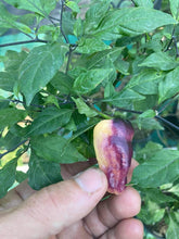Load image into Gallery viewer, Roxa Lantern (Pepper Seeds)