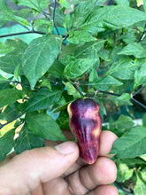 Load image into Gallery viewer, Roxa Lantern (Pepper Seeds)