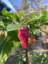 Load image into Gallery viewer, Roxa Lantern (Pepper Seeds)