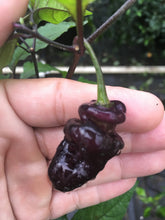 Load image into Gallery viewer, Roxa Lantern (Pepper Seeds)