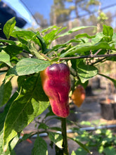 Load image into Gallery viewer, Roxa Lantern (Pepper Seeds)