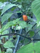 Load image into Gallery viewer, Roxa Lantern Black Cherry (Pepper Seeds)