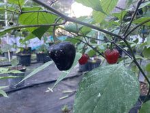 Load image into Gallery viewer, Roxa Lantern Black Cherry (Pepper Seeds)