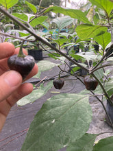 Load image into Gallery viewer, Roxa Lantern Black Cherry (Pepper Seeds)