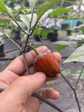 Load image into Gallery viewer, Roxa Lantern Black Cherry (Pepper Seeds)