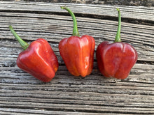 Load image into Gallery viewer, Roxa Lantern Black Cherry (Pepper Seeds)