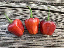 Load image into Gallery viewer, Roxa Lantern Black Cherry (Pepper Seeds)