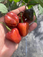 Load image into Gallery viewer, Roxa Lantern Black Cherry (Pepper Seeds)