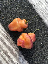Load image into Gallery viewer, Roxa Lantern (Pepper Seeds)