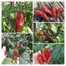 Load image into Gallery viewer, Red Tiger (Pepper Seeds)