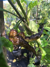 Load image into Gallery viewer, Red Tiger (Pepper Seeds)