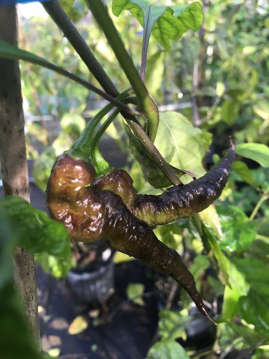 Red Tiger (Pepper Seeds) – Towns-End Chili & Spice