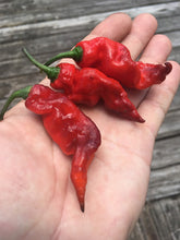 Load image into Gallery viewer, Red Tiger (Pepper Seeds)