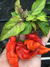 Load image into Gallery viewer, Red Tiger (Pepper Seeds)