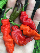 Load image into Gallery viewer, Red Tiger (Pepper Seeds)