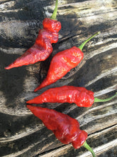Load image into Gallery viewer, Red Tiger (Pepper Seeds)