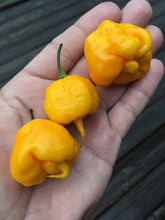 Load image into Gallery viewer, Reaper Yellow (Pepper Seeds)