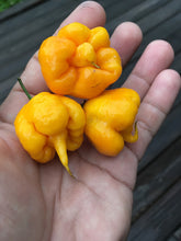Load image into Gallery viewer, Reaper Yellow (Pepper Seeds)