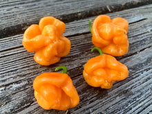 Load image into Gallery viewer, Scotch Bonnet Freeport Orange (Pepper Seeds)