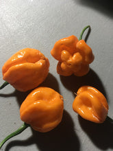 Load image into Gallery viewer, Scotch Bonnet Freeport Orange (Pepper Seeds)
