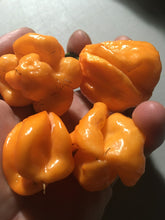 Load image into Gallery viewer, Scotch Bonnet Freeport Orange (Pepper Seeds)