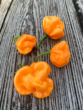 Load image into Gallery viewer, Scotch Bonnet Freeport Orange (Pepper Seeds)