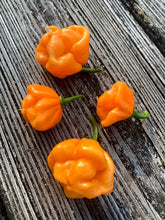 Load image into Gallery viewer, Scotch Bonnet Freeport Orange (Pepper Seeds)