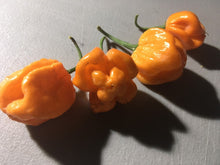Load image into Gallery viewer, Scotch Bonnet Freeport Orange (Pepper Seeds)