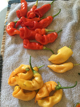Load image into Gallery viewer, Sugar Rush Peach Original (Pepper Seeds)