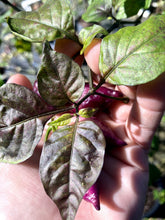 Load image into Gallery viewer, Taj Mahal Pink/Peach (Pepper Seeds)