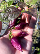 Load image into Gallery viewer, Taj Mahal Pink/Peach (Pepper Seeds)